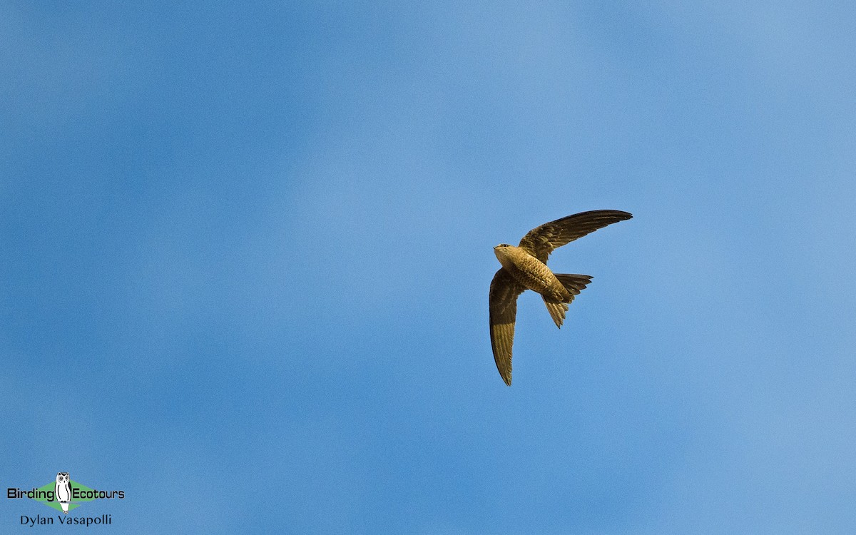 Bradfield's Swift - Dylan Vasapolli - Birding Ecotours