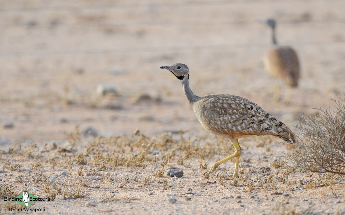 Karoo Bustard - ML230852171