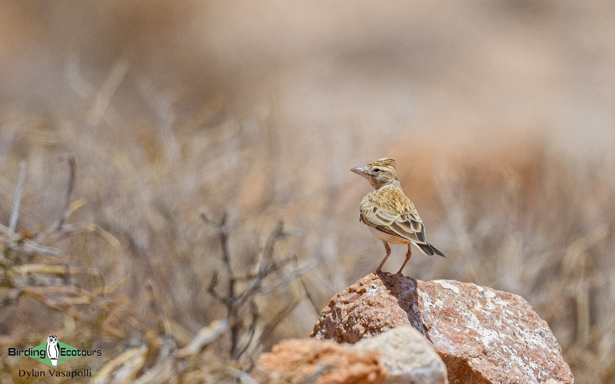 Stark's Lark - Dylan Vasapolli - Birding Ecotours