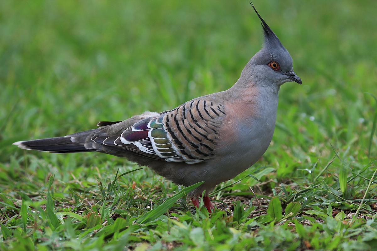 Crested Pigeon - ML230853881