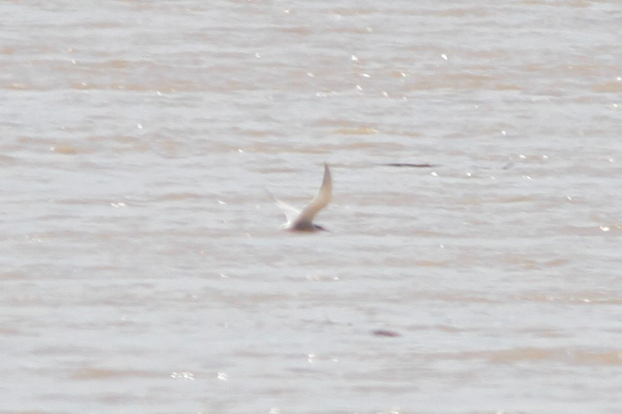 Common Tern - ML230854971