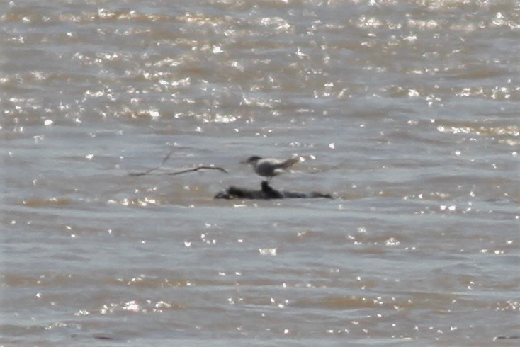 Common Tern - ML230854981