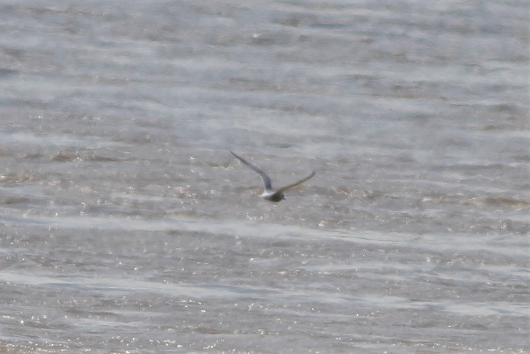 Common Tern - ML230855001