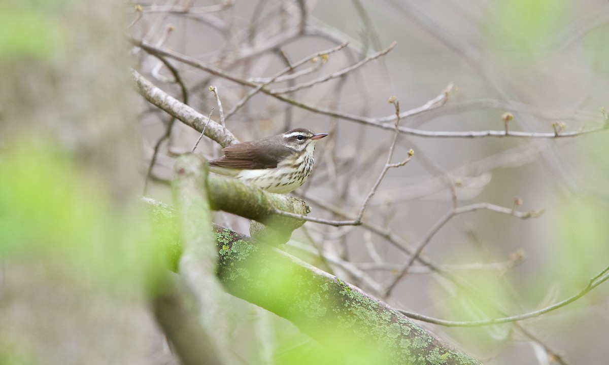 Louisiana Waterthrush - Jon Cefus