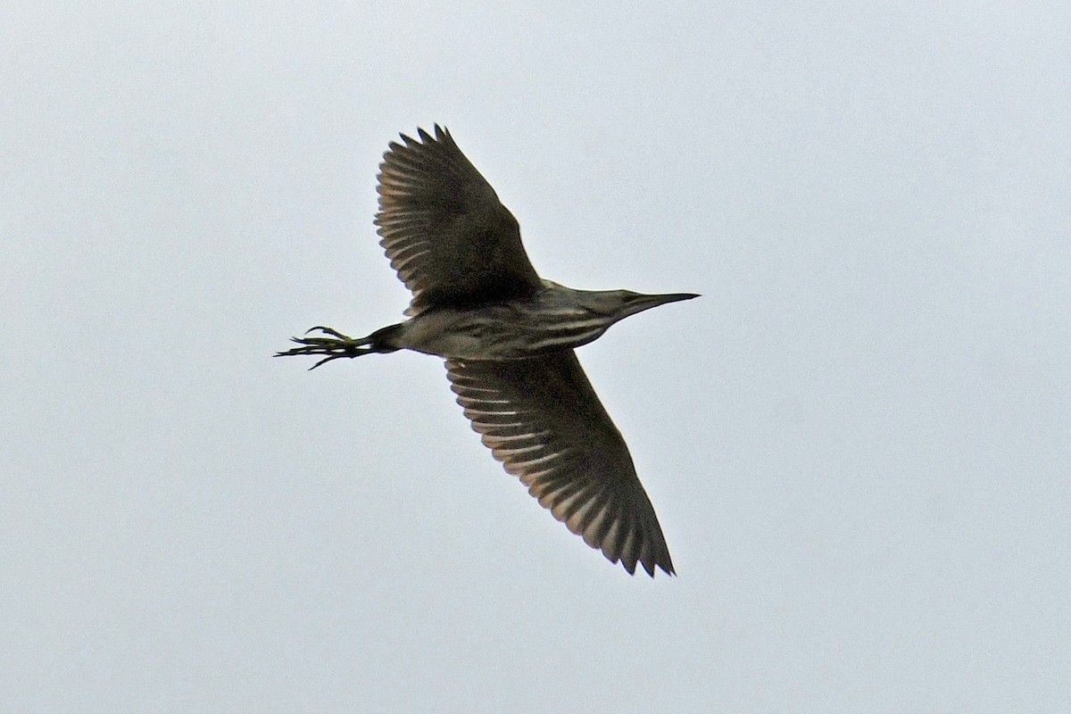 American Bittern - ML230856221