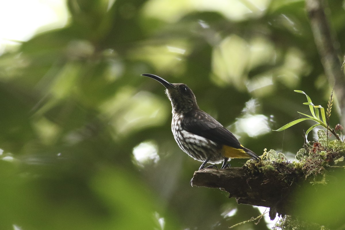 Whitehead's Spiderhunter - ML230857691