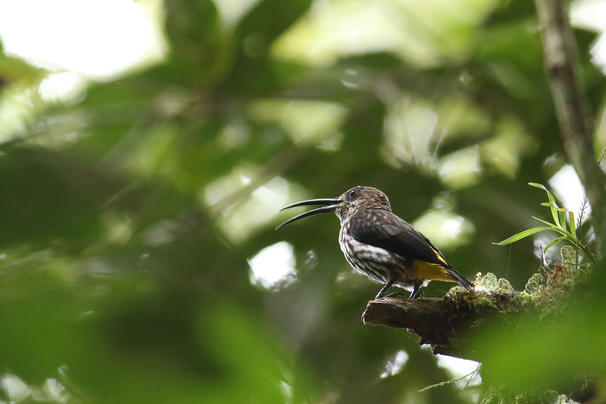 Whitehead's Spiderhunter - ML230857711