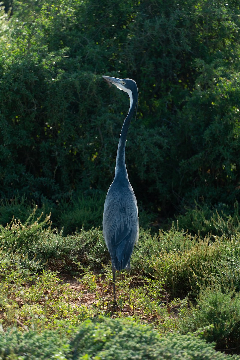 Black-headed Heron - ML230857981