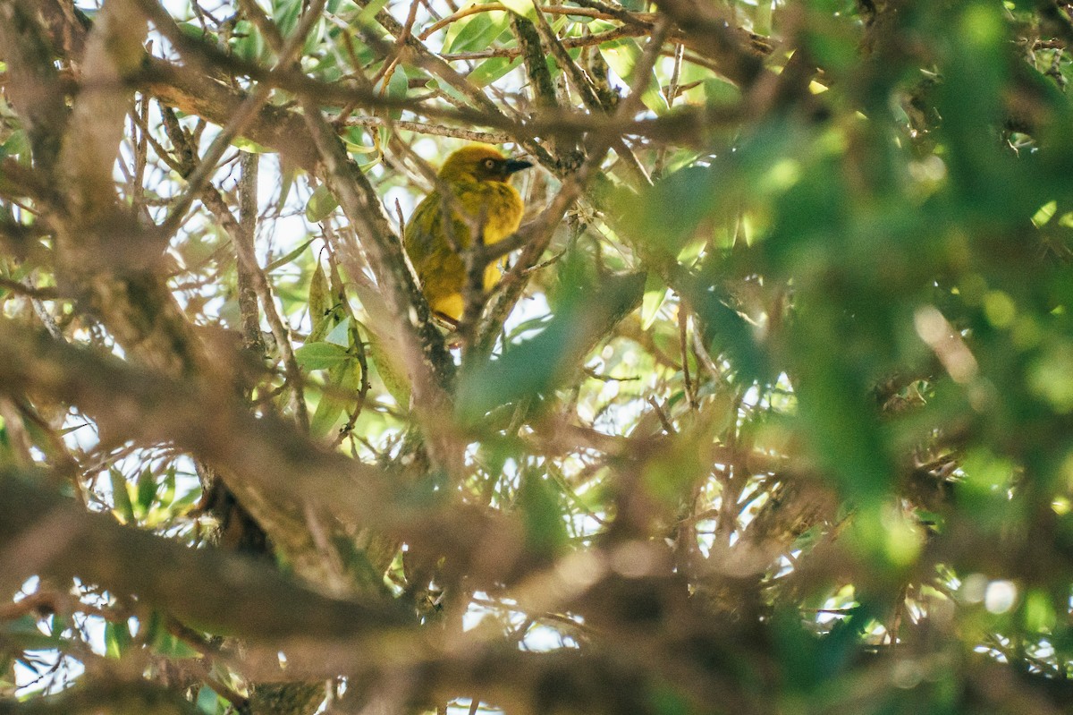 Cape Weaver - Michael Colclough