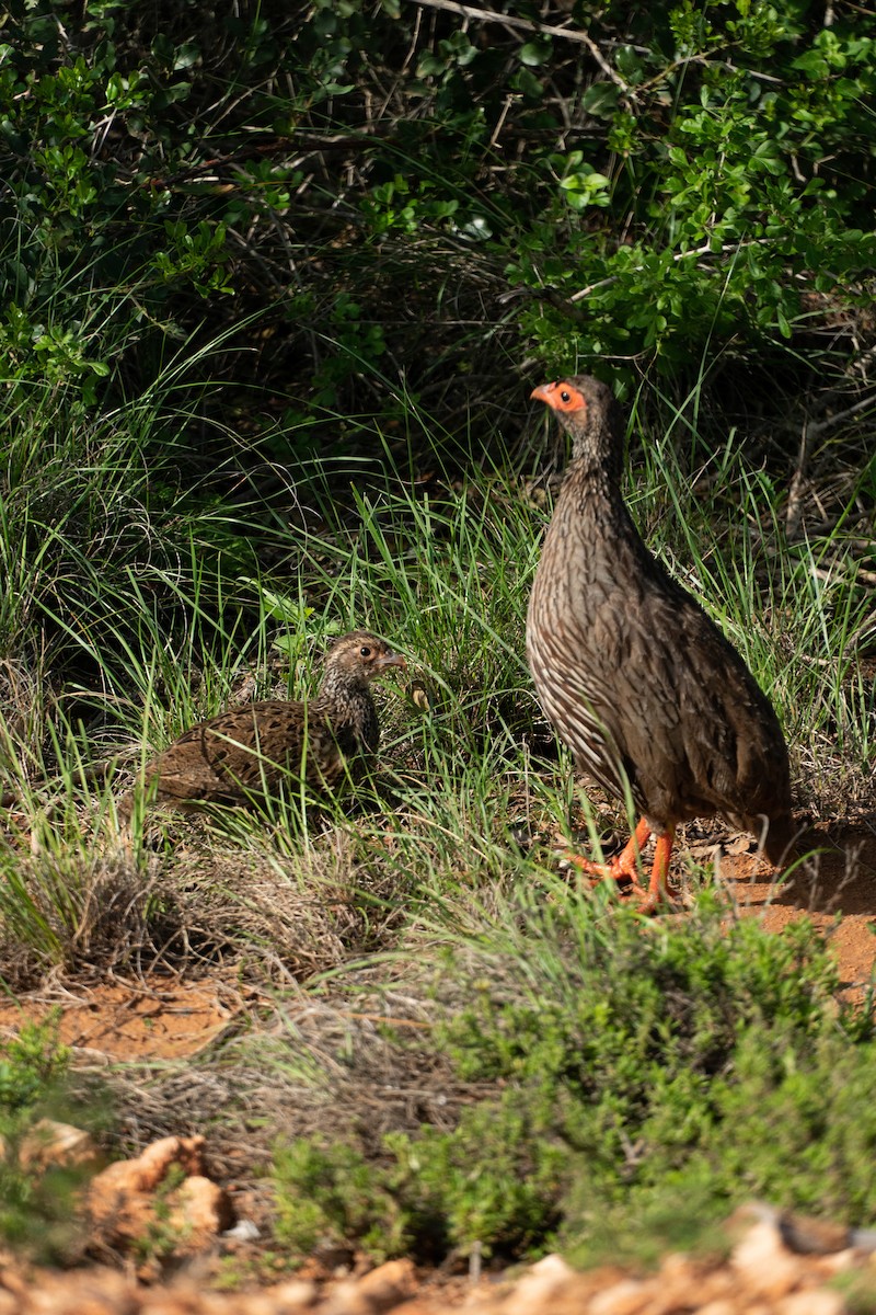 Francolin à gorge rouge - ML230858451