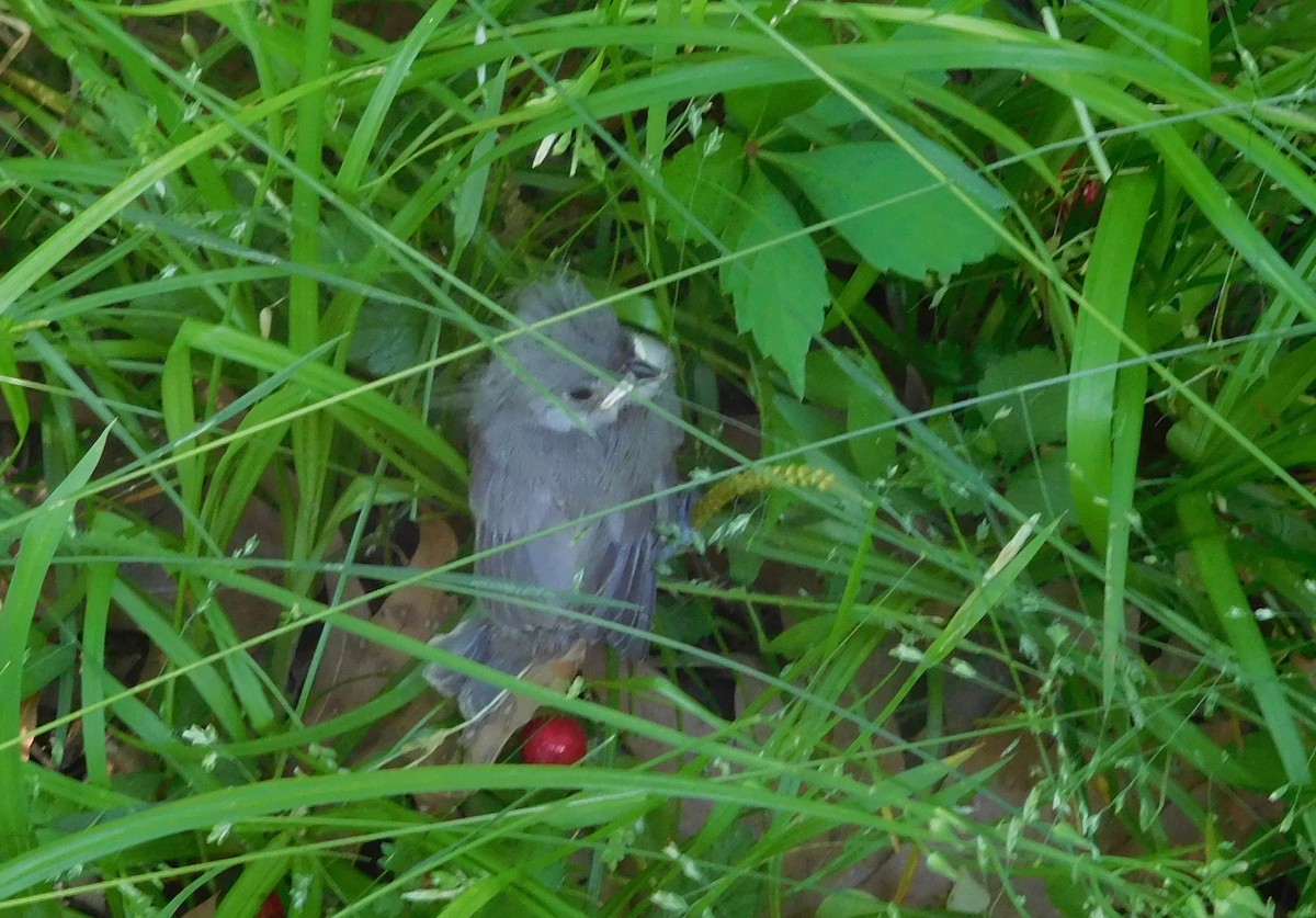 Tufted Titmouse - LynnErla Beegle