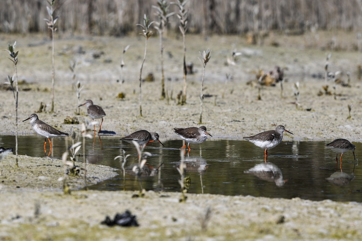 Common Redshank - ML230861301