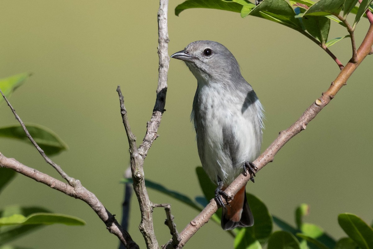 Mistletoebird - ML230864051