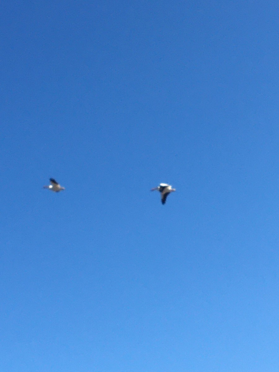 American White Pelican - Jim VanAllen