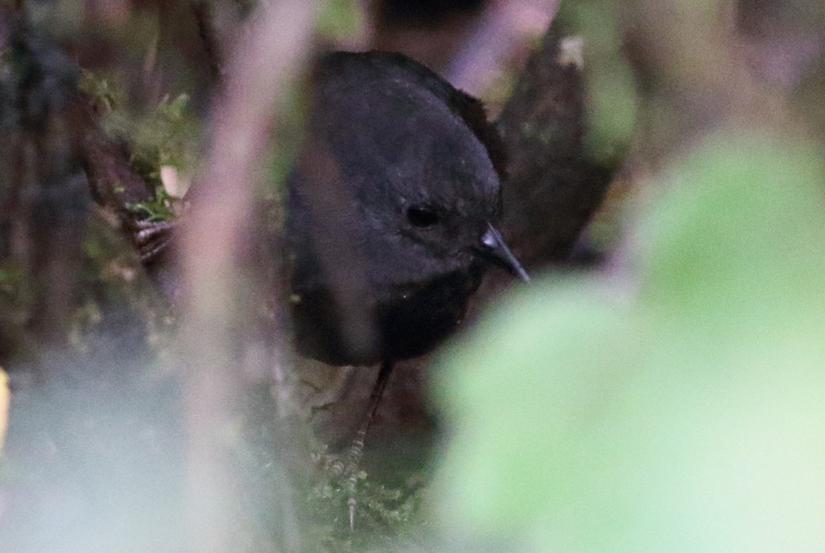 Brown-rumped Tapaculo - Richard Fuller