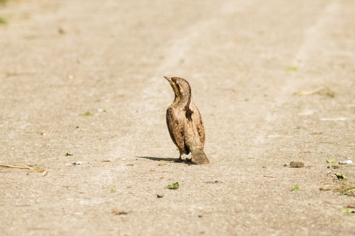 Eurasian Wryneck - ML230869581