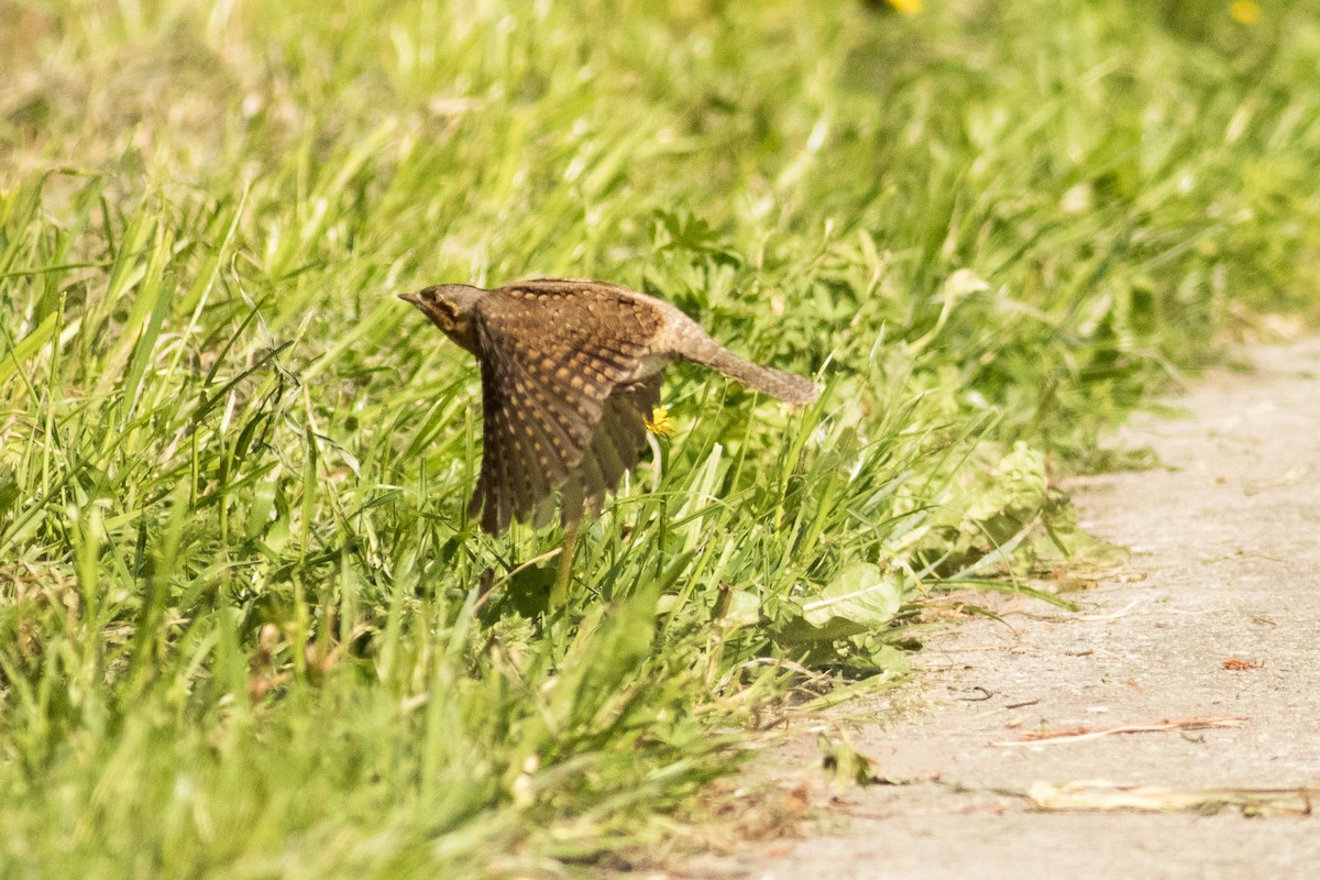 Eurasian Wryneck - ML230869621