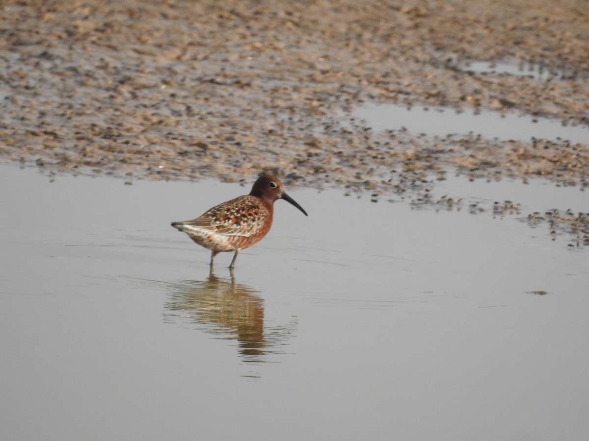 Curlew Sandpiper - ML230871621