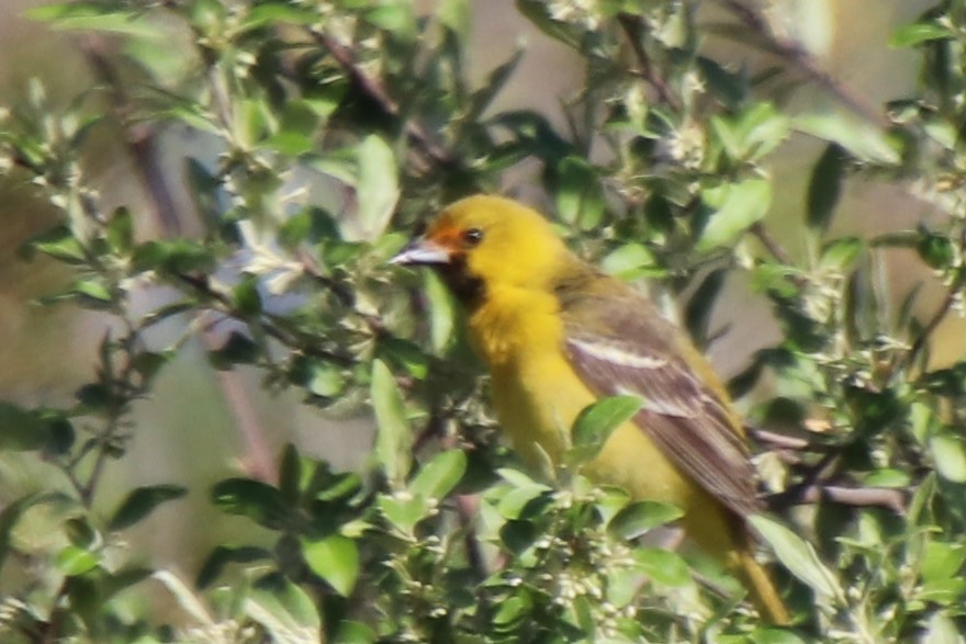 Orchard Oriole - ML230873961