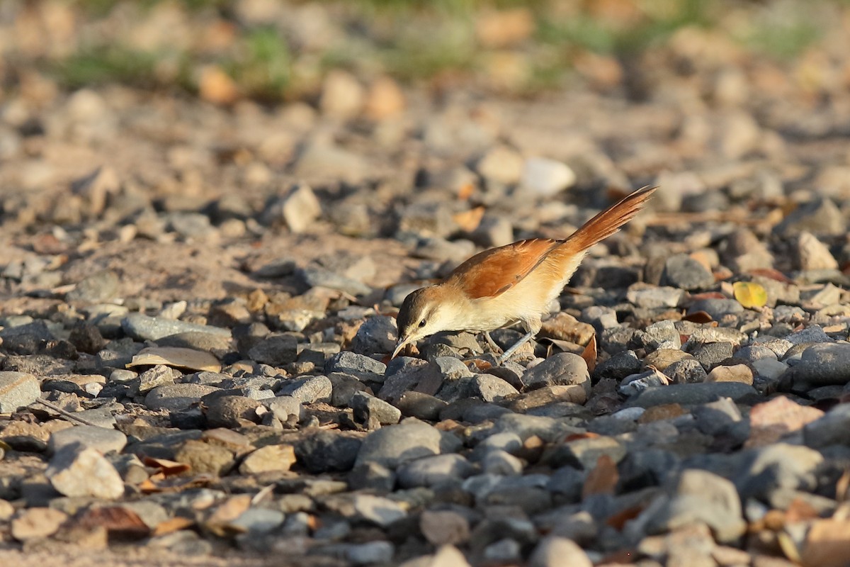 Yellow-chinned Spinetail - ML230874421