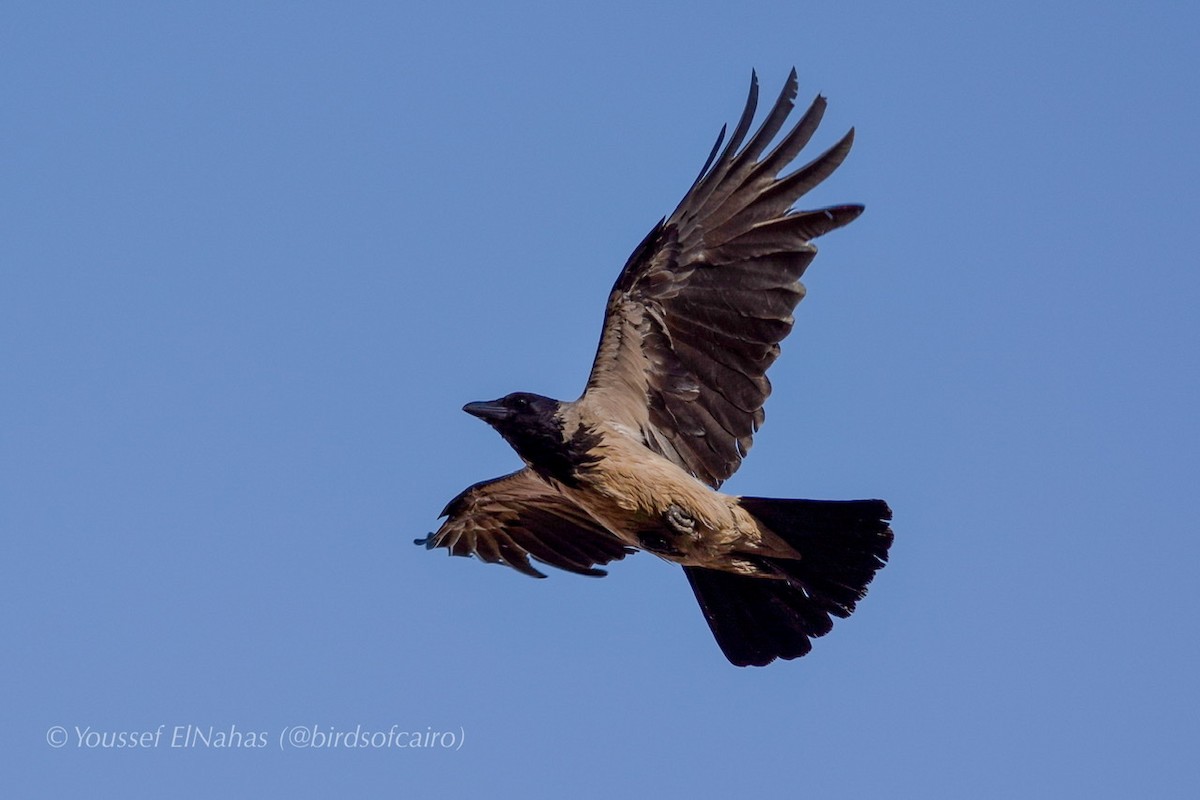 Hooded Crow - ML230875331