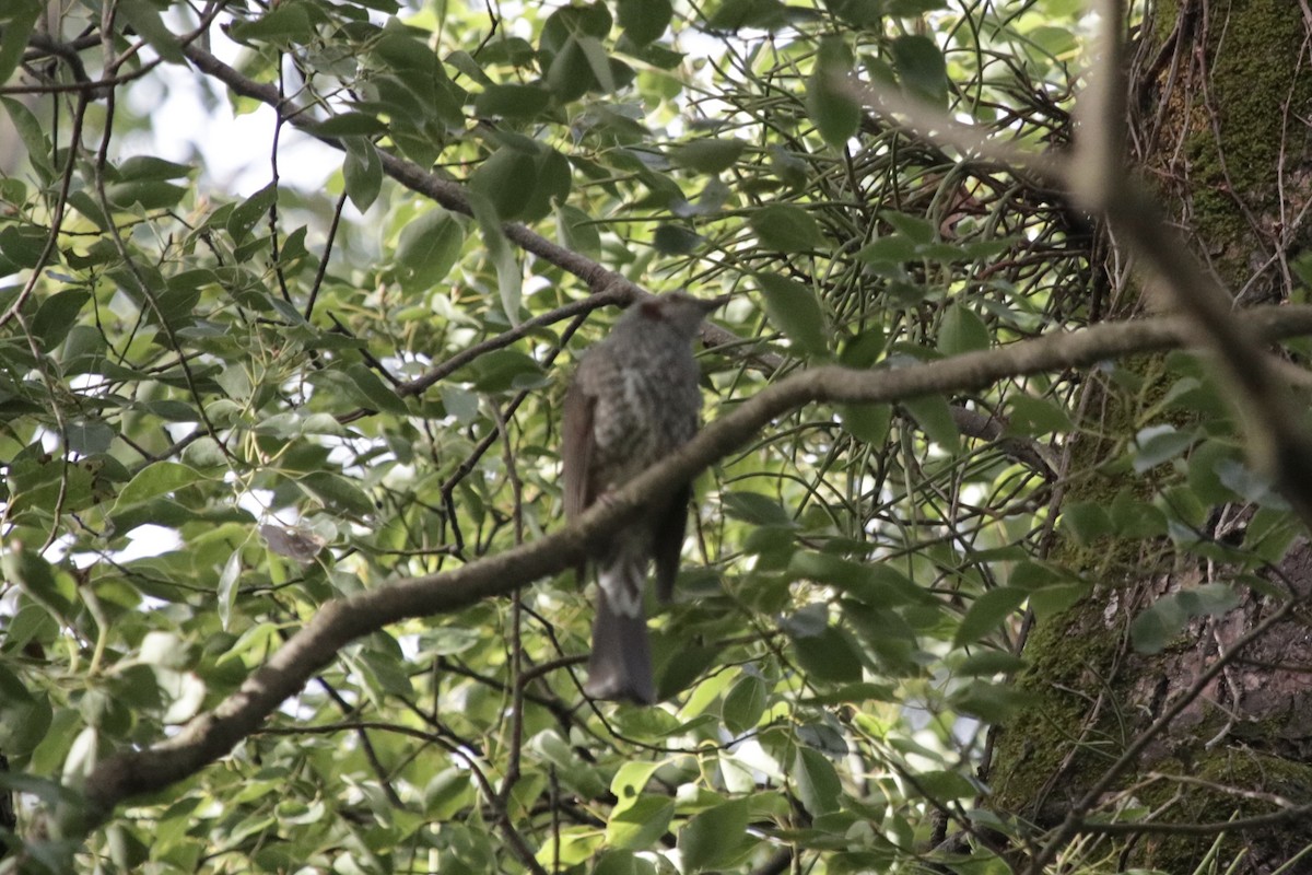 Brown-eared Bulbul - ML230876761