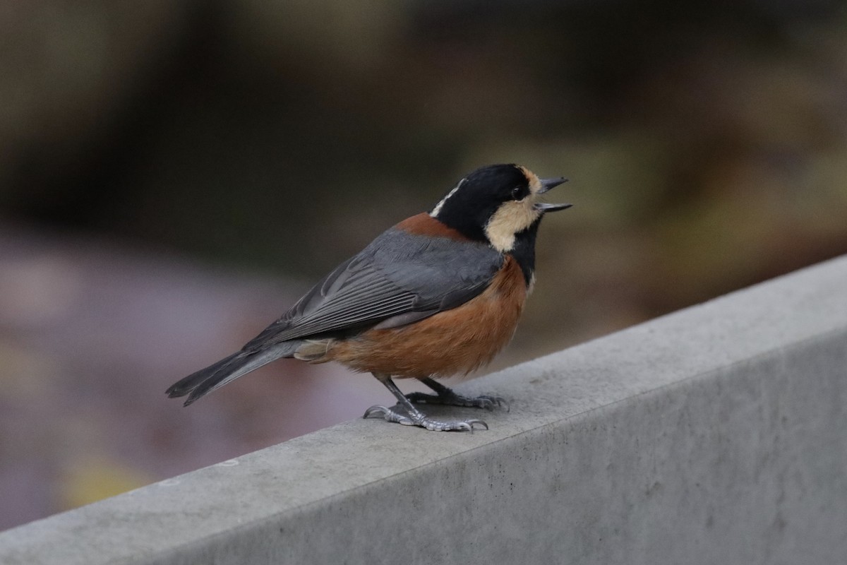 Varied Tit - ML230876871