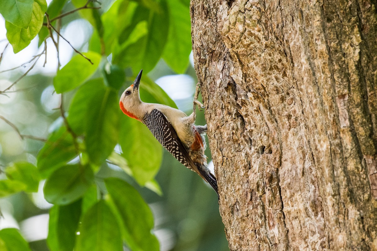 Golden-fronted Woodpecker - Emily Turteltaub Nelson