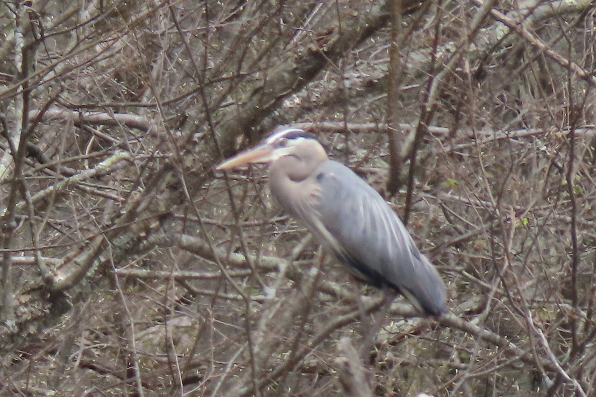 Great Blue Heron - ML230877311