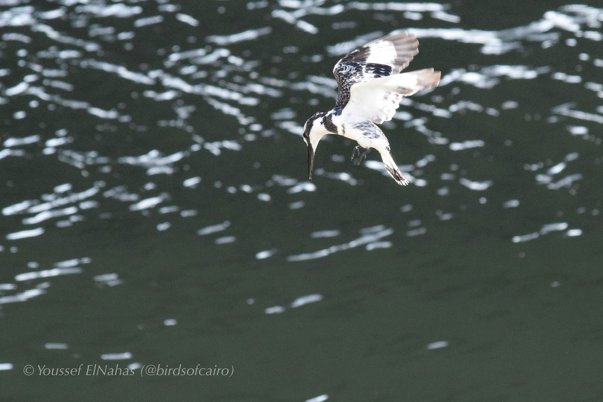 Pied Kingfisher - ML230877561