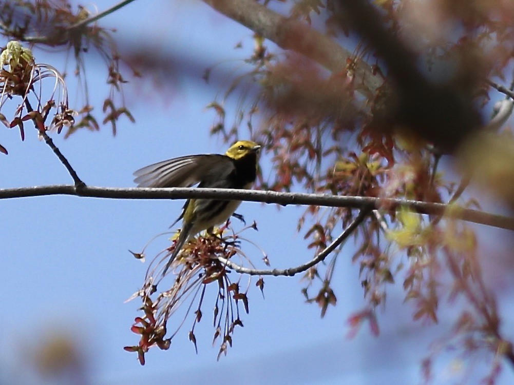 Black-throated Green Warbler - ML230880311