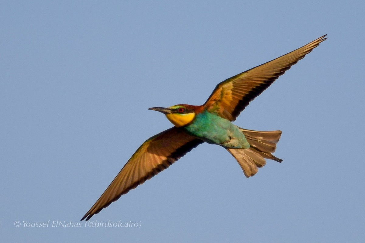 European Bee-eater - Youssef ElNahas