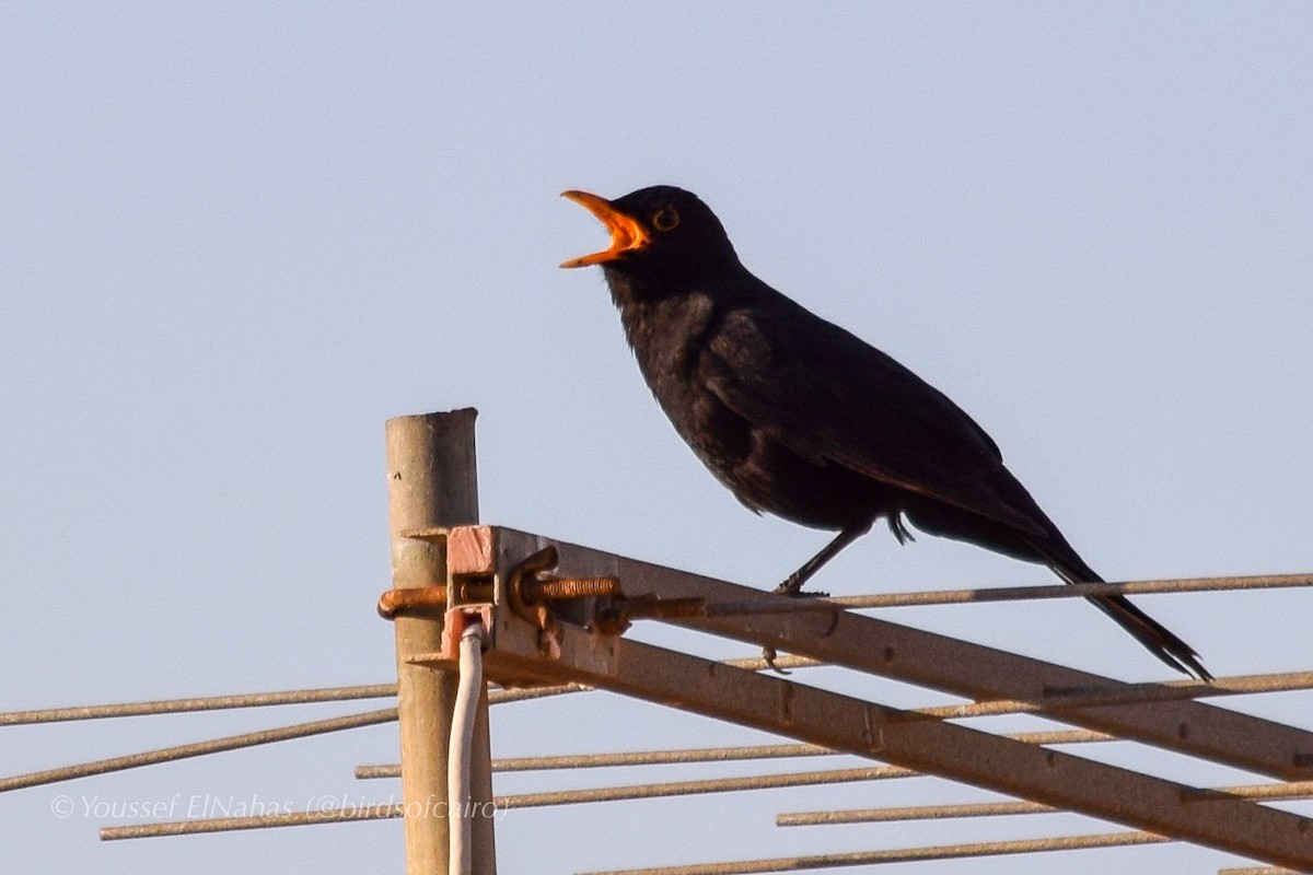 Eurasian Blackbird - ML230881191