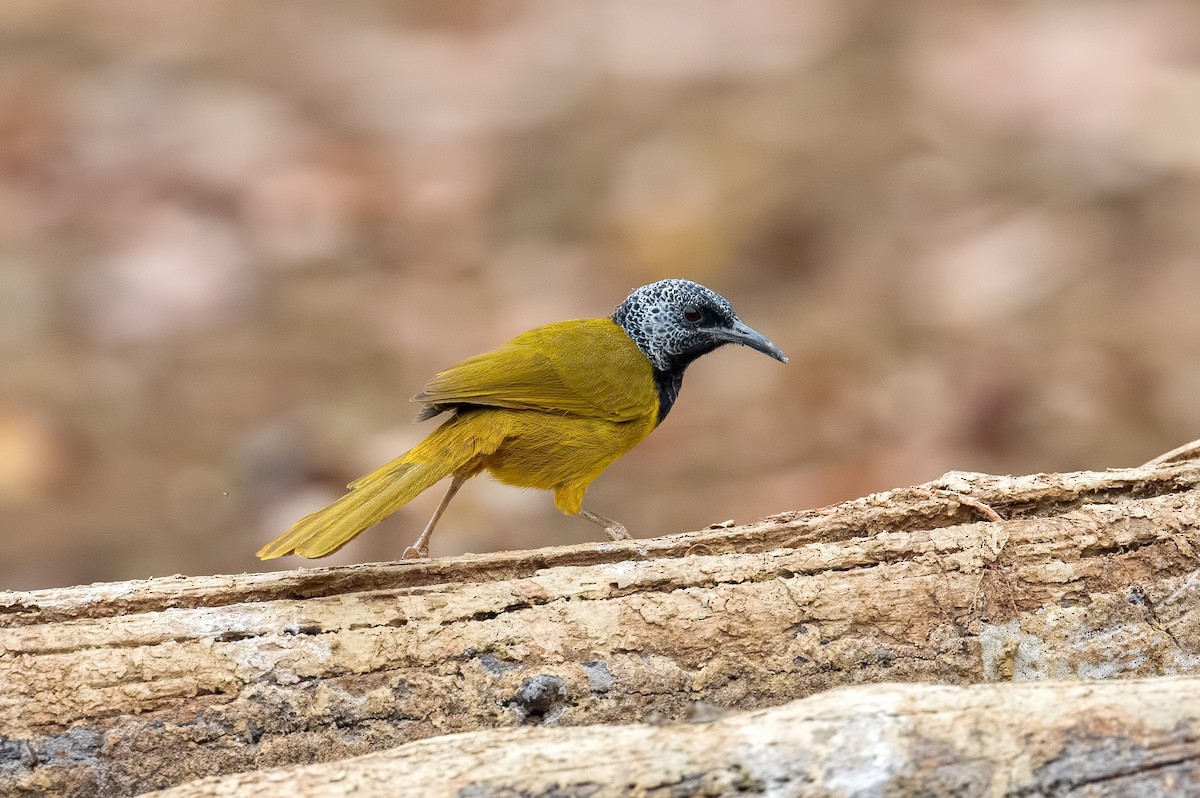 Oriole Warbler - Shailesh Pinto