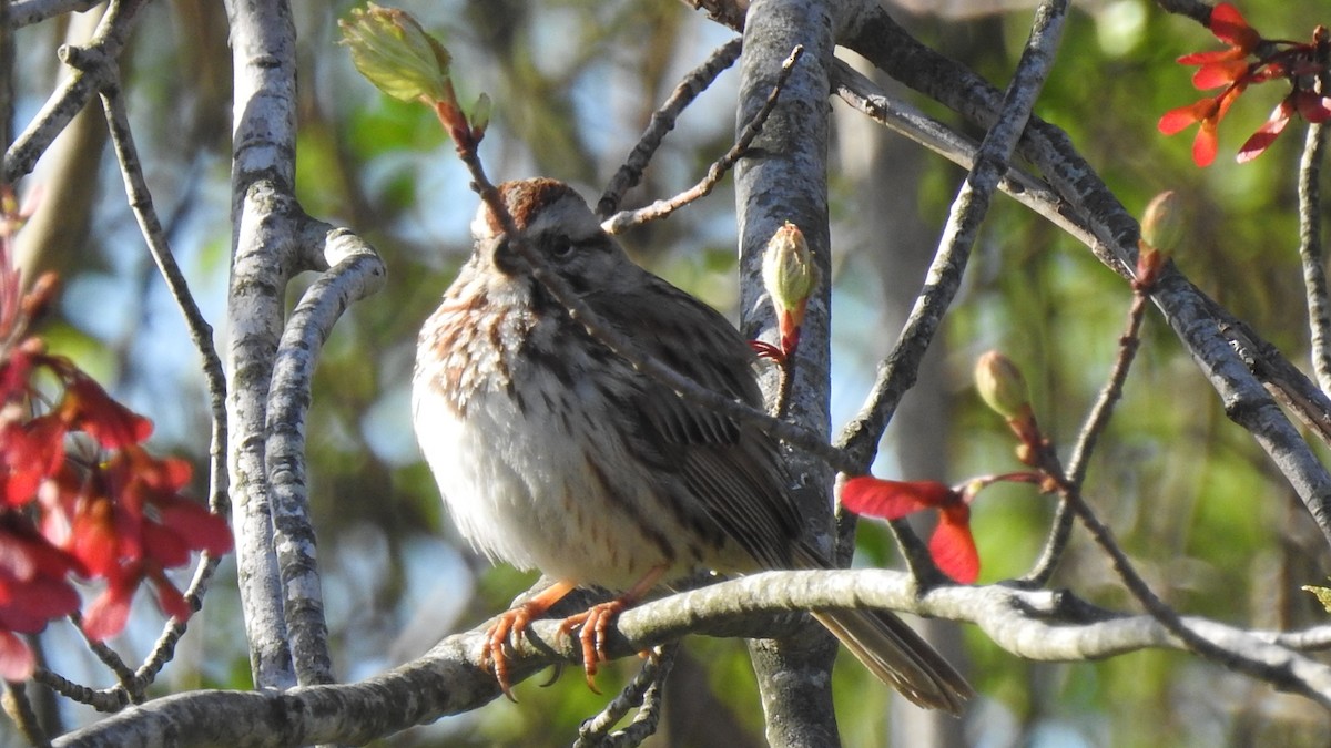 Song Sparrow - ML230882941