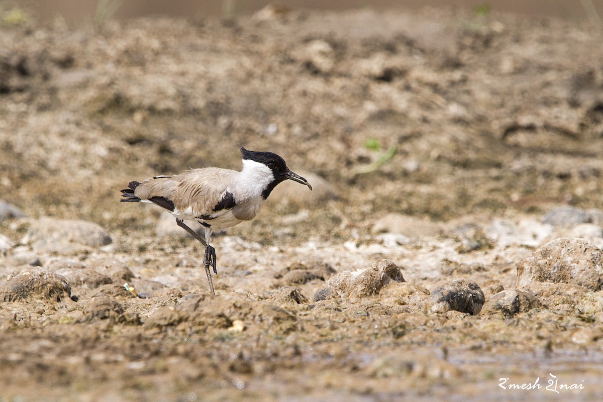 River Lapwing - Ramesh Shenai