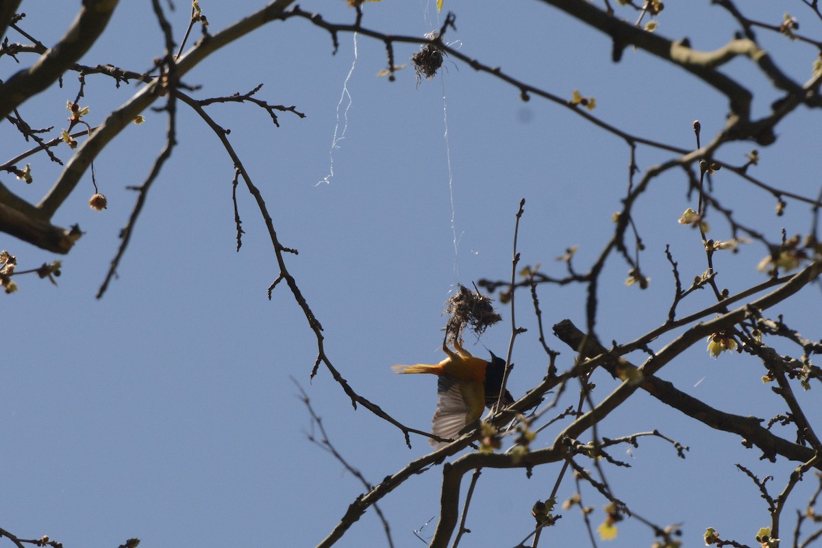 Baltimore Oriole - Donna Foyle