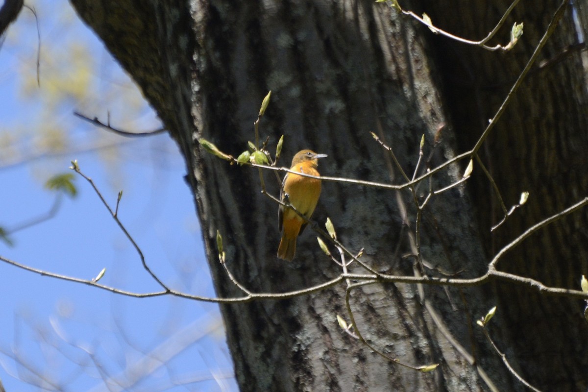 Baltimore Oriole - Donna Foyle