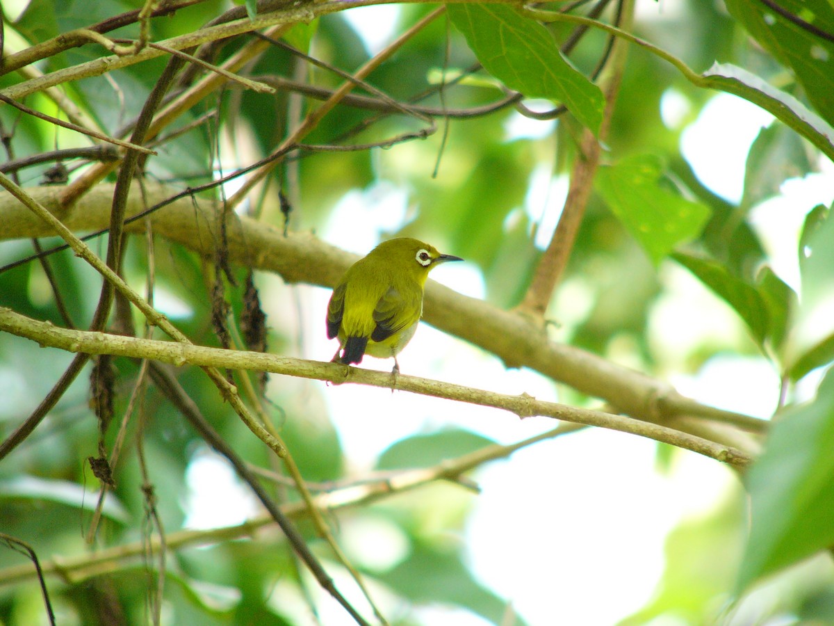 Swinhoe's White-eye - ML230884831