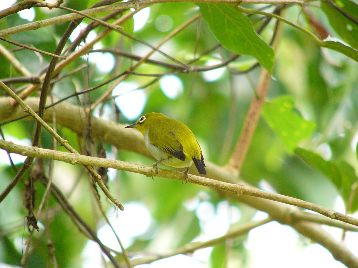 Swinhoe's White-eye - ML230884841