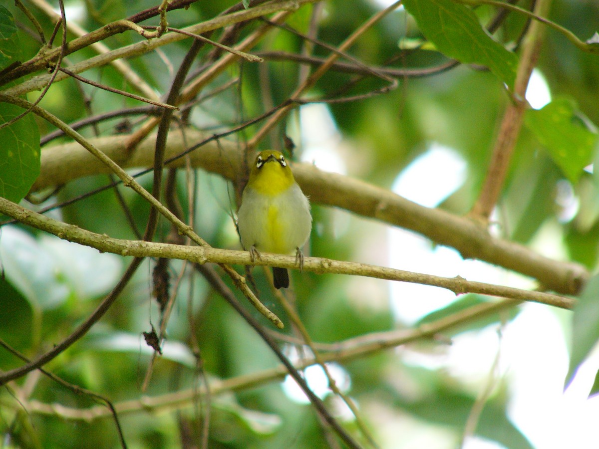 Swinhoe's White-eye - ML230884851