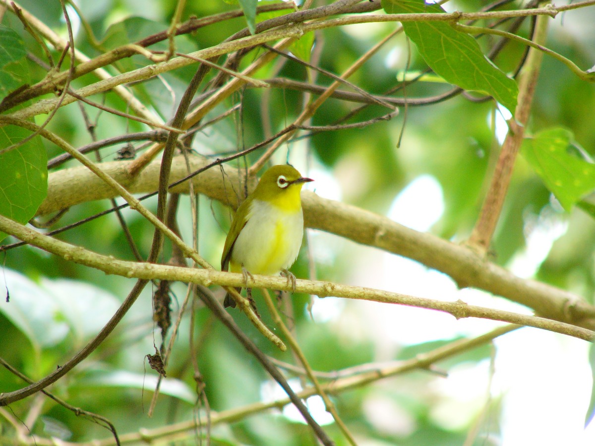 Swinhoe's White-eye - ML230884861