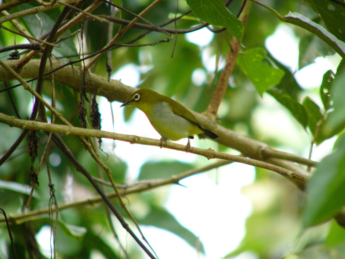 Swinhoe's White-eye - ML230884871