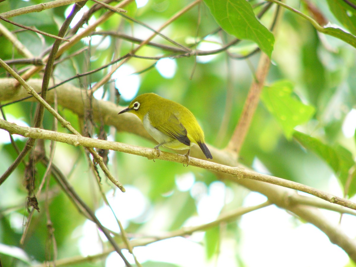 Swinhoe's White-eye - ML230884891