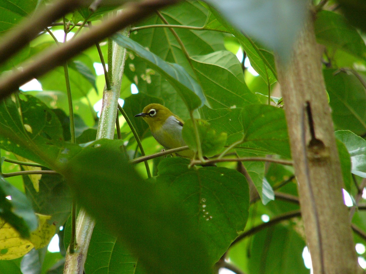 Swinhoe's White-eye - ML230884961