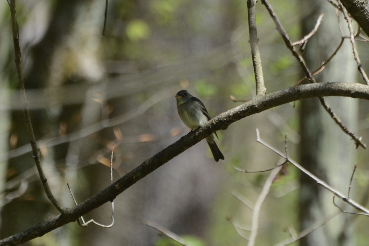 Eastern Wood-Pewee - ML230886451