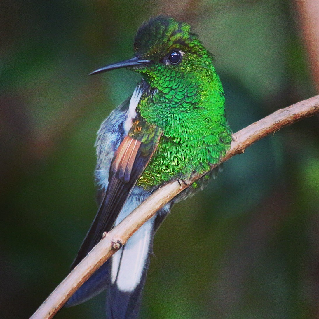 Stripe-tailed Hummingbird - ML23088651