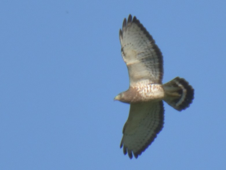 Broad-winged Hawk - ML230886551