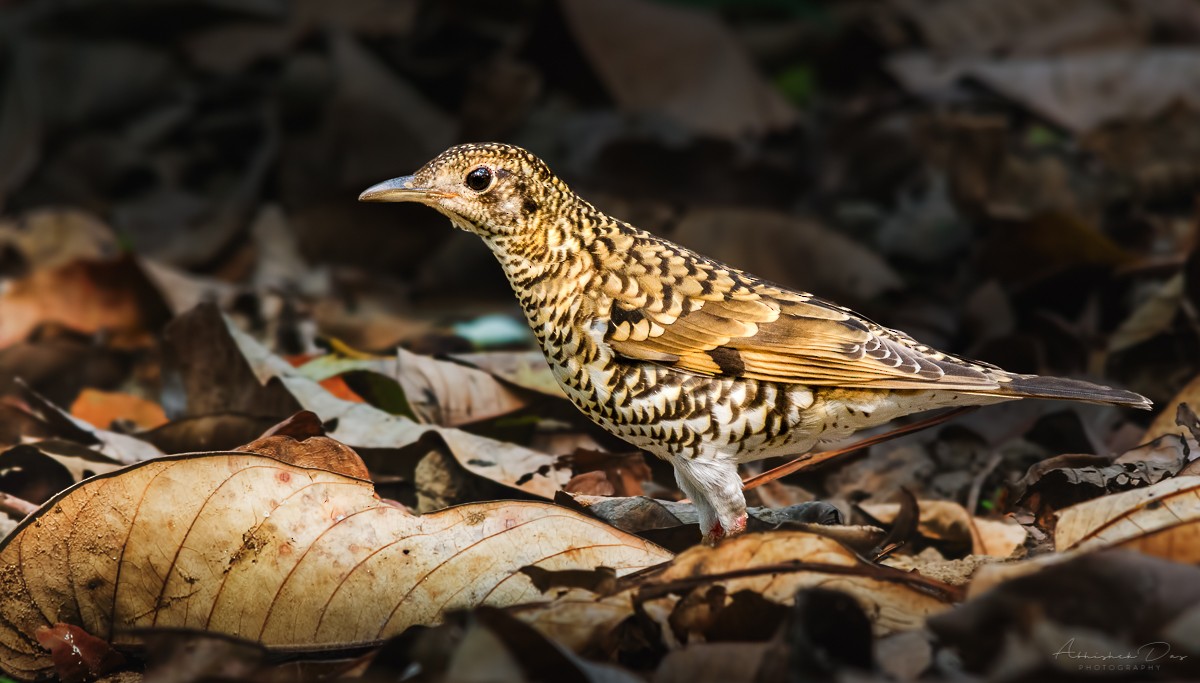 Scaly Thrush - Abhishek Das