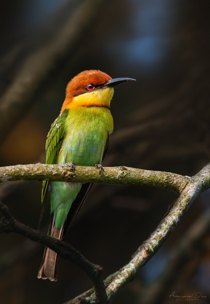 Chestnut-headed Bee-eater - Abhishek Das